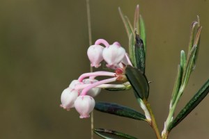 andromeda polifolia (2) (1200 x 800)